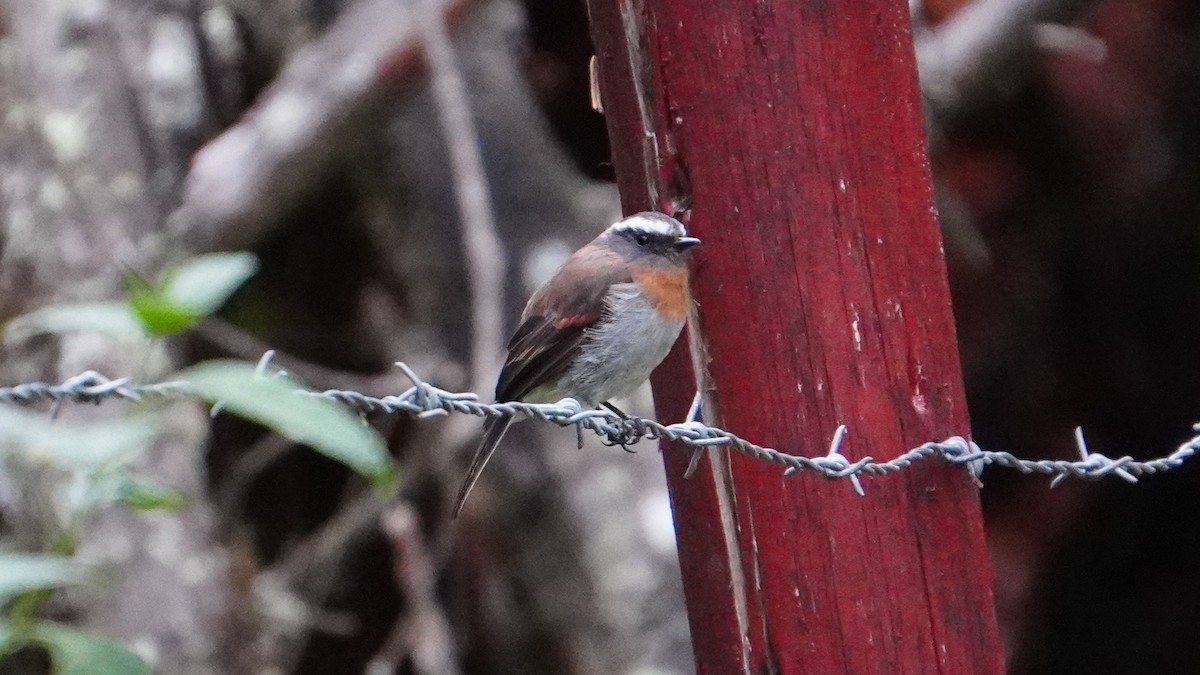 Rufous-breasted Chat-Tyrant - ML647245261