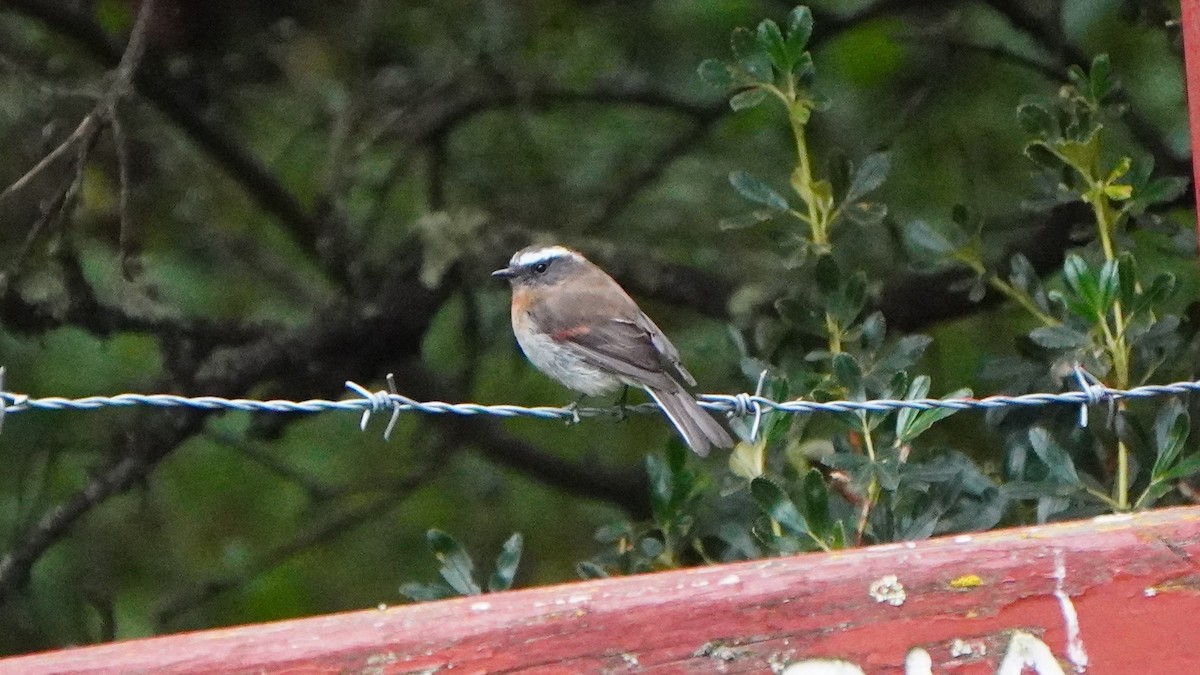 Rufous-breasted Chat-Tyrant - ML647245262
