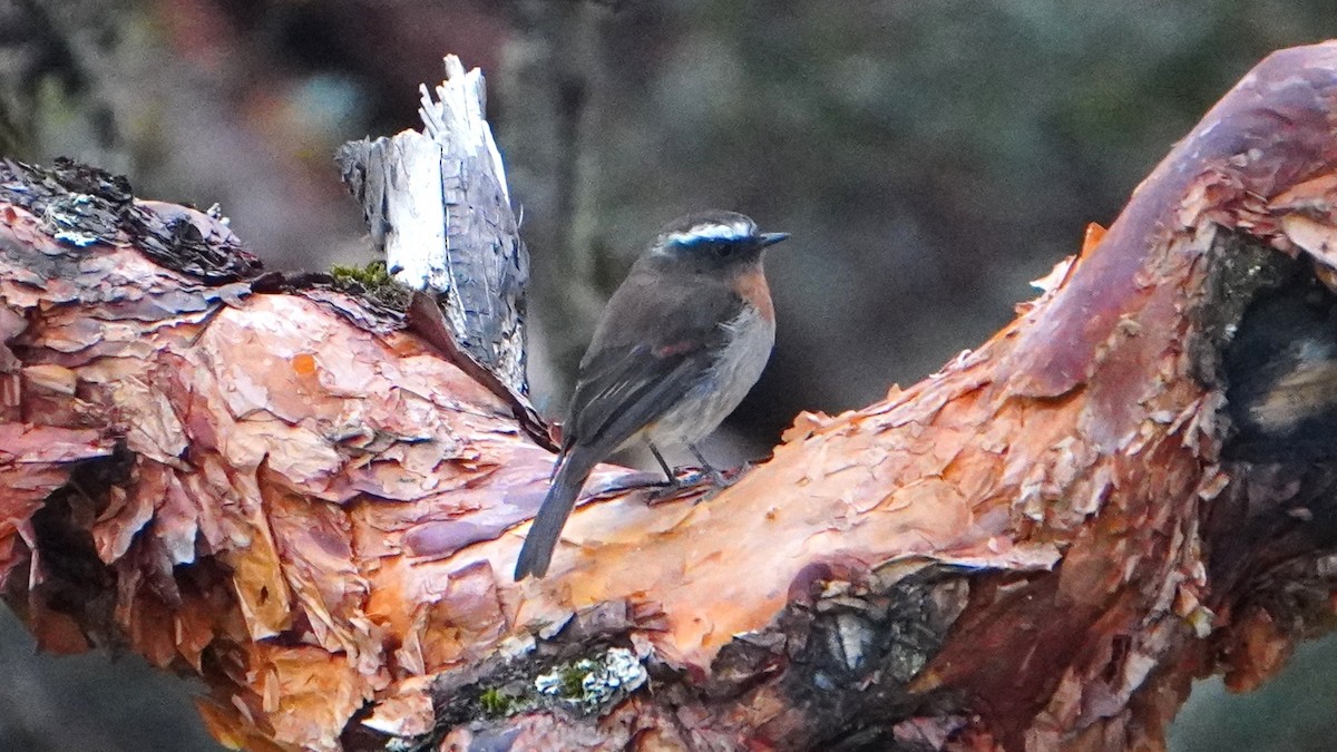 Rufous-breasted Chat-Tyrant - ML647245263