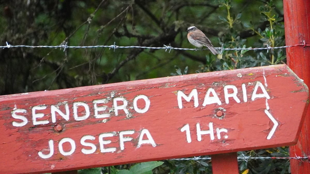 Rufous-breasted Chat-Tyrant - ML647245264