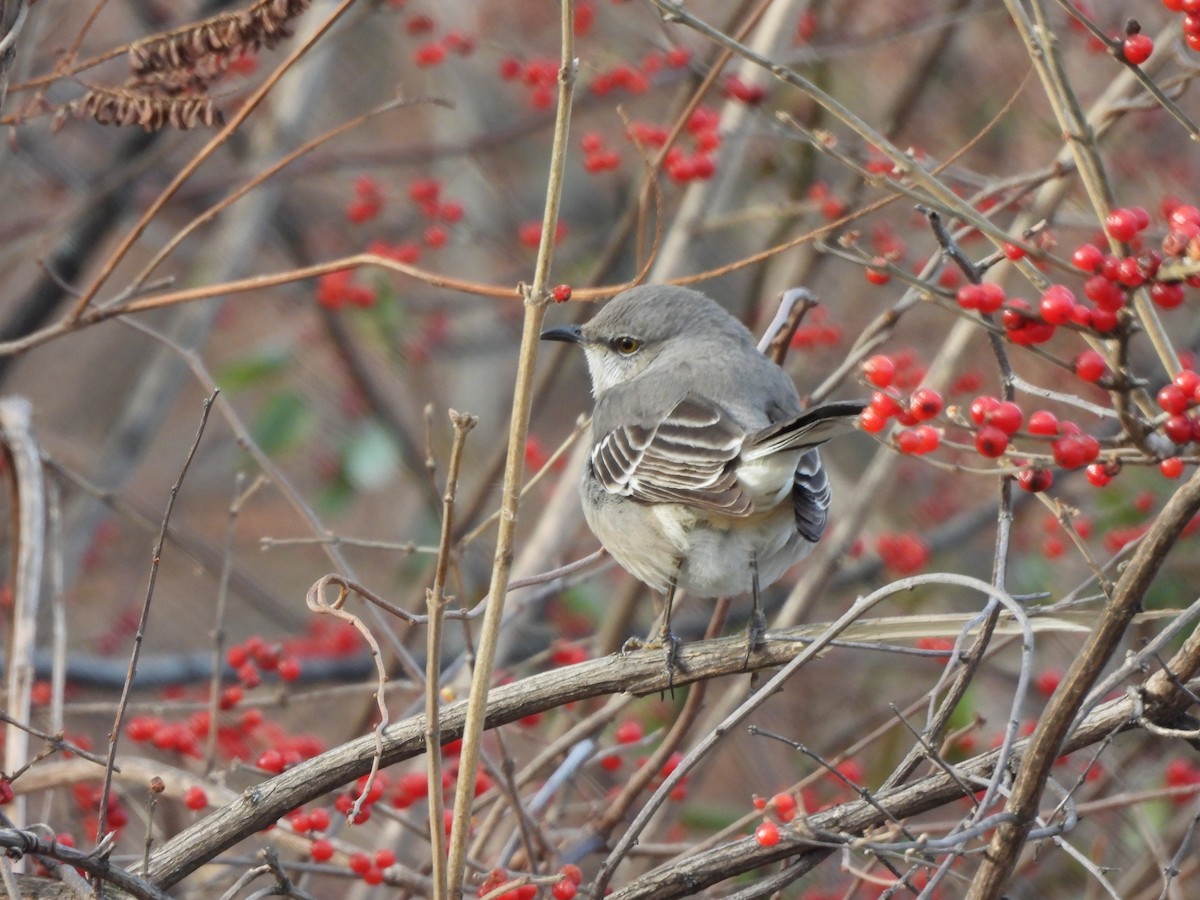 Northern Mockingbird - ML647245267