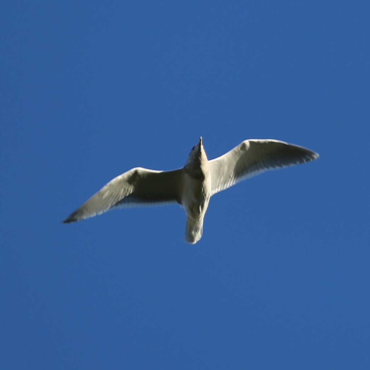 Larinae sp. - ML647245273