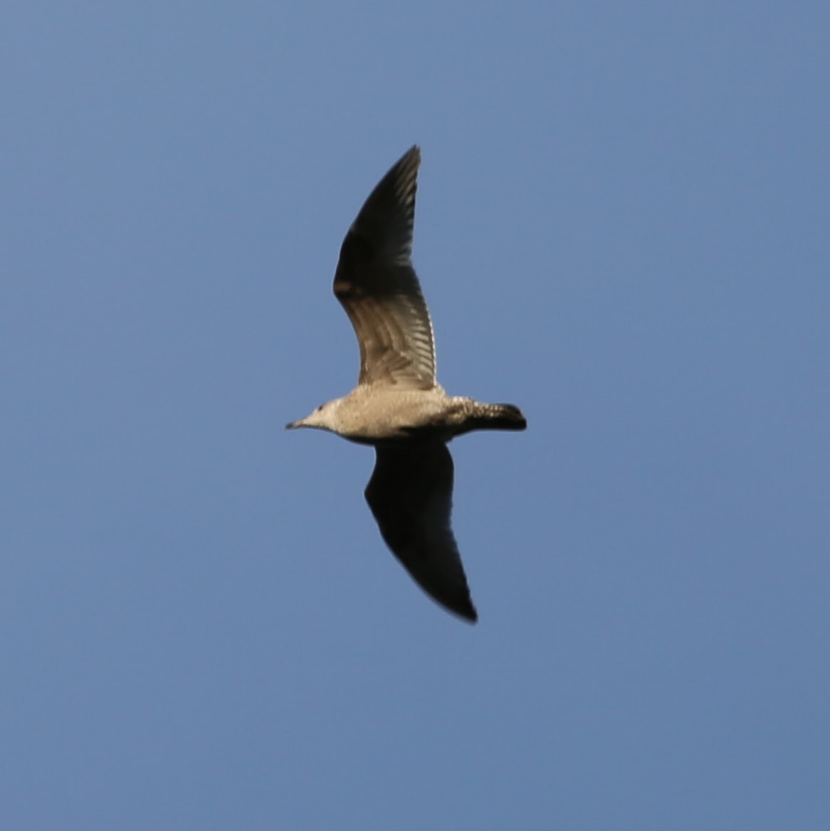 Larinae sp. - ML647245278