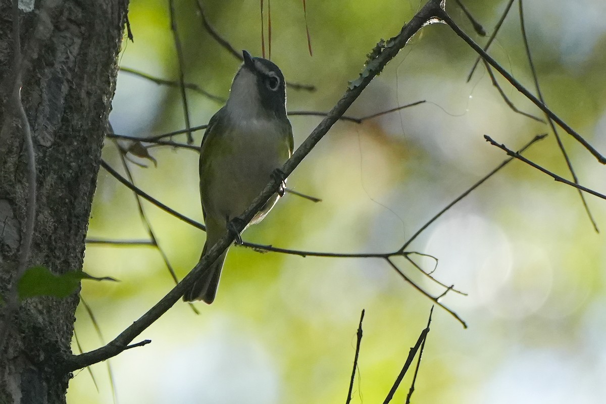 フタスジモズモドキ - ML647245285