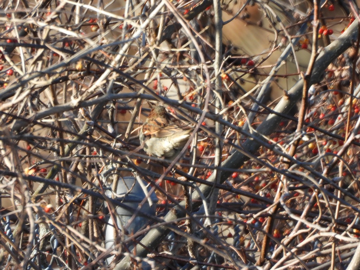 House Sparrow - ML647245288