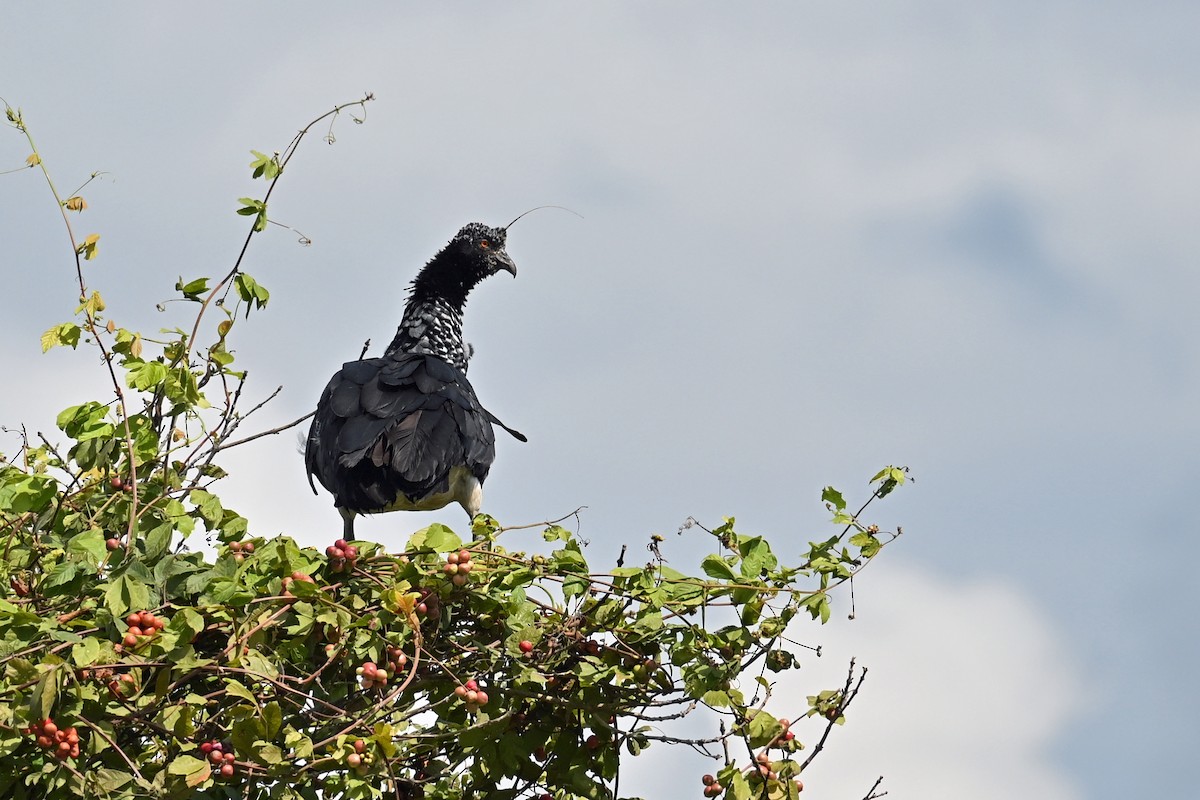 Horned Screamer - ML647245290