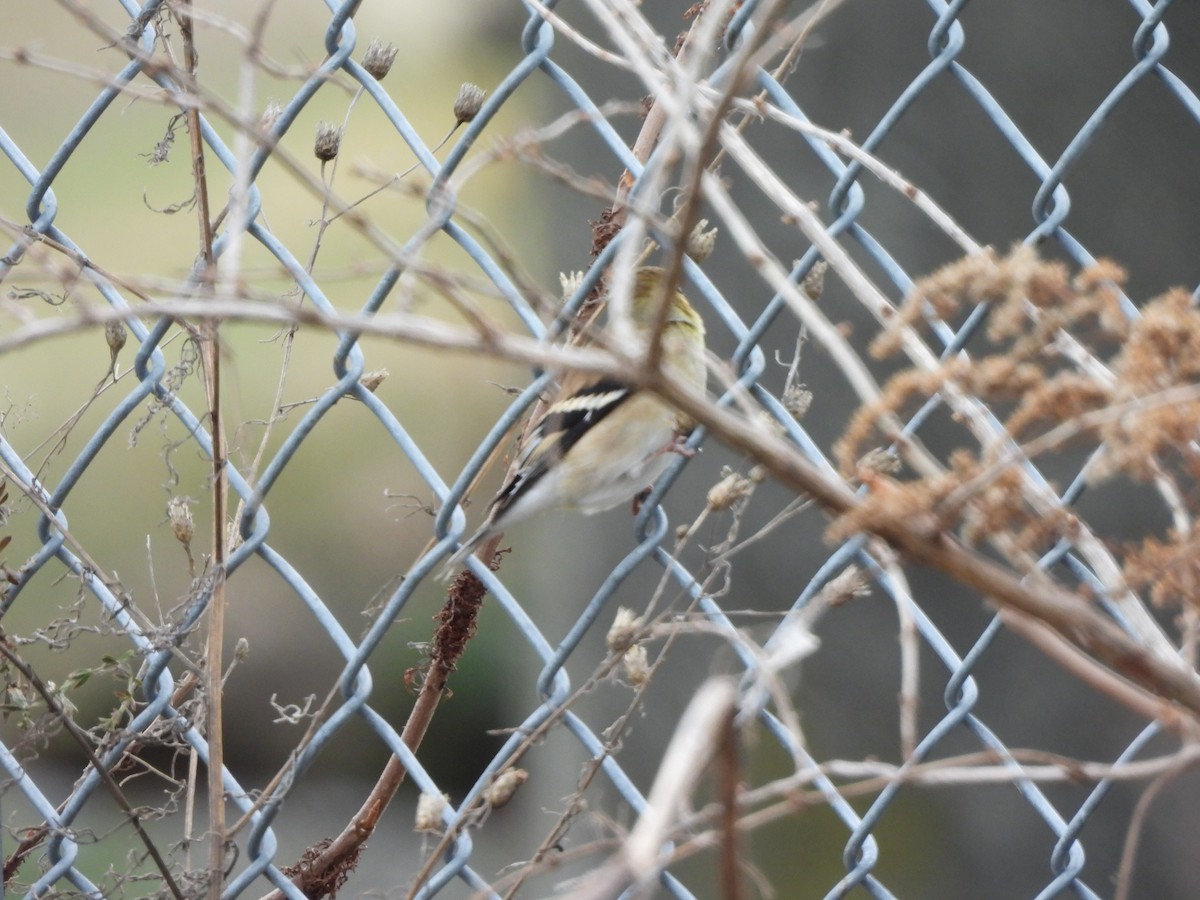 American Goldfinch - ML647245297