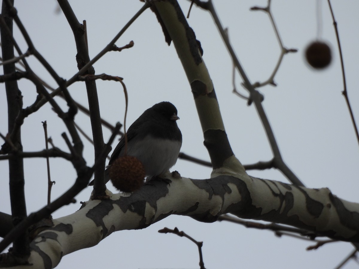 Dark-eyed Junco - ML647245300