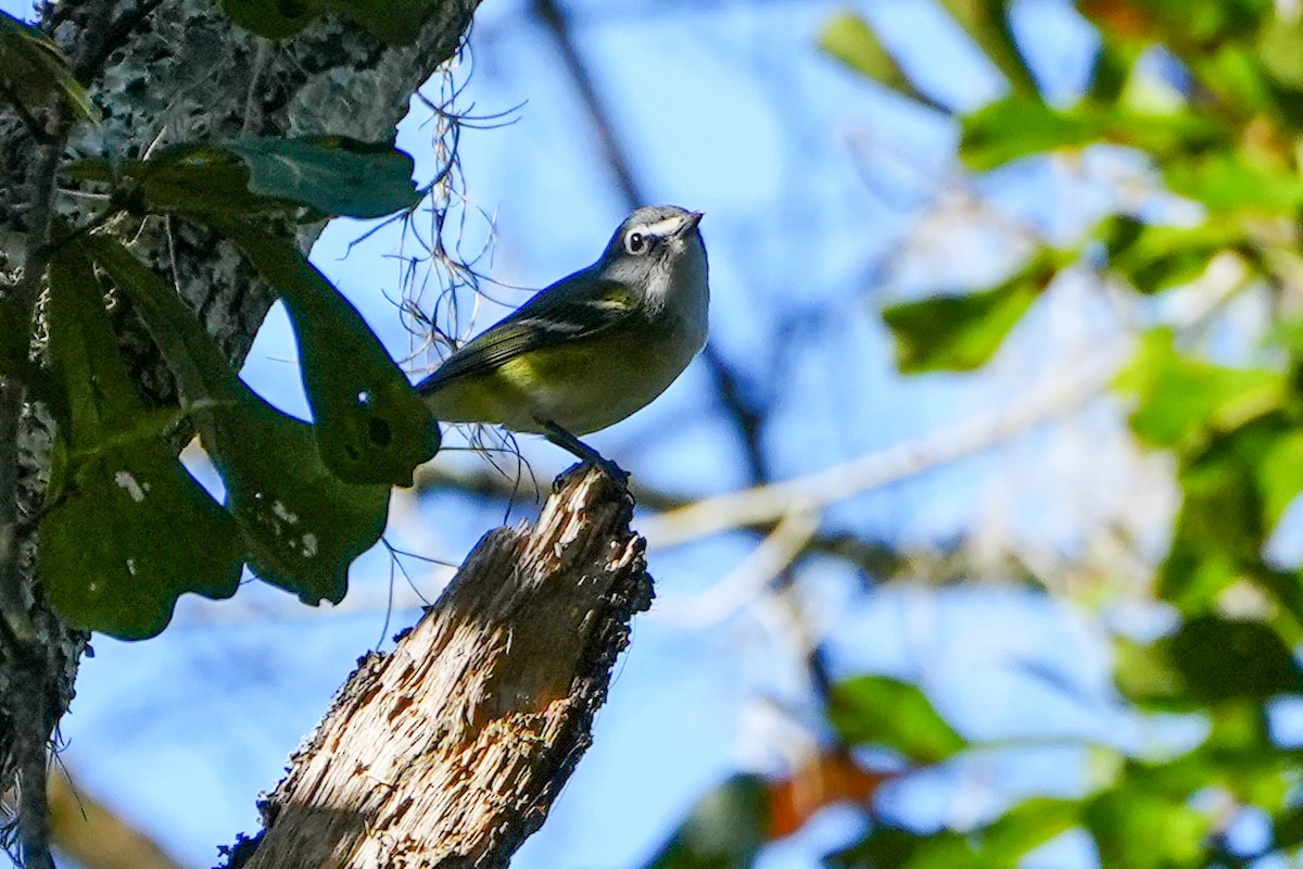 フタスジモズモドキ - ML647245303