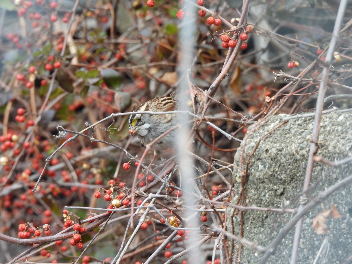 White-throated Sparrow - ML647245319