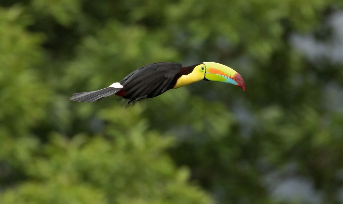 Keel-billed Toucan - ML647245323
