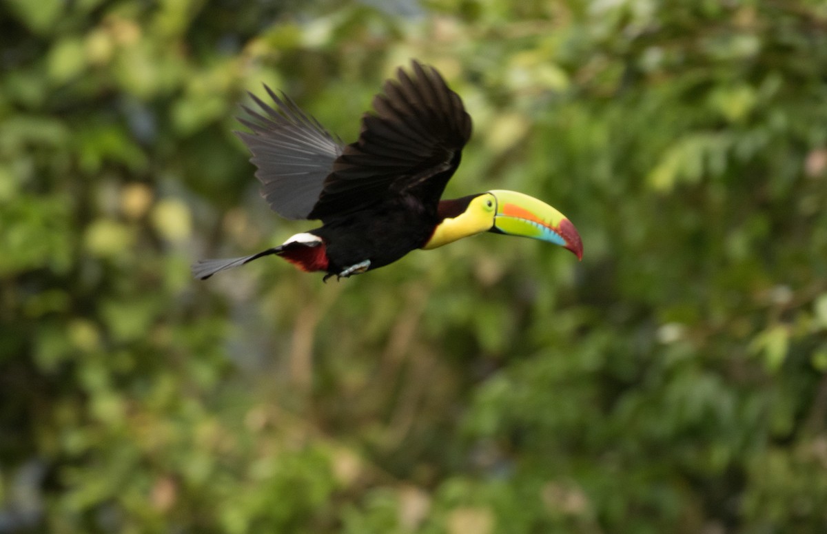 Keel-billed Toucan - ML647245324