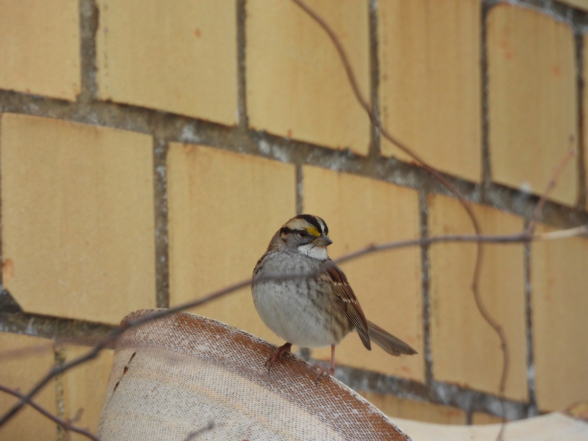 White-throated Sparrow - ML647245325