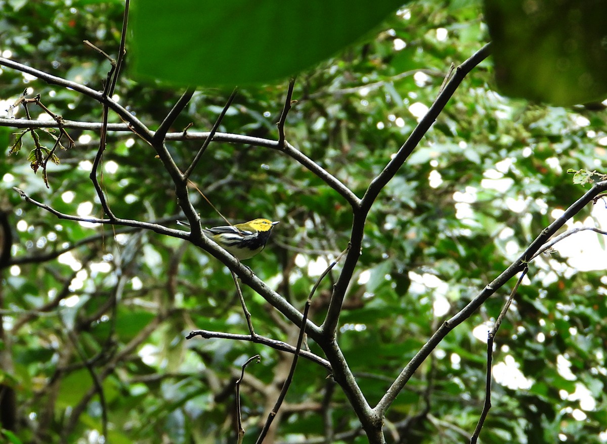 Black-throated Green Warbler - ML647245350