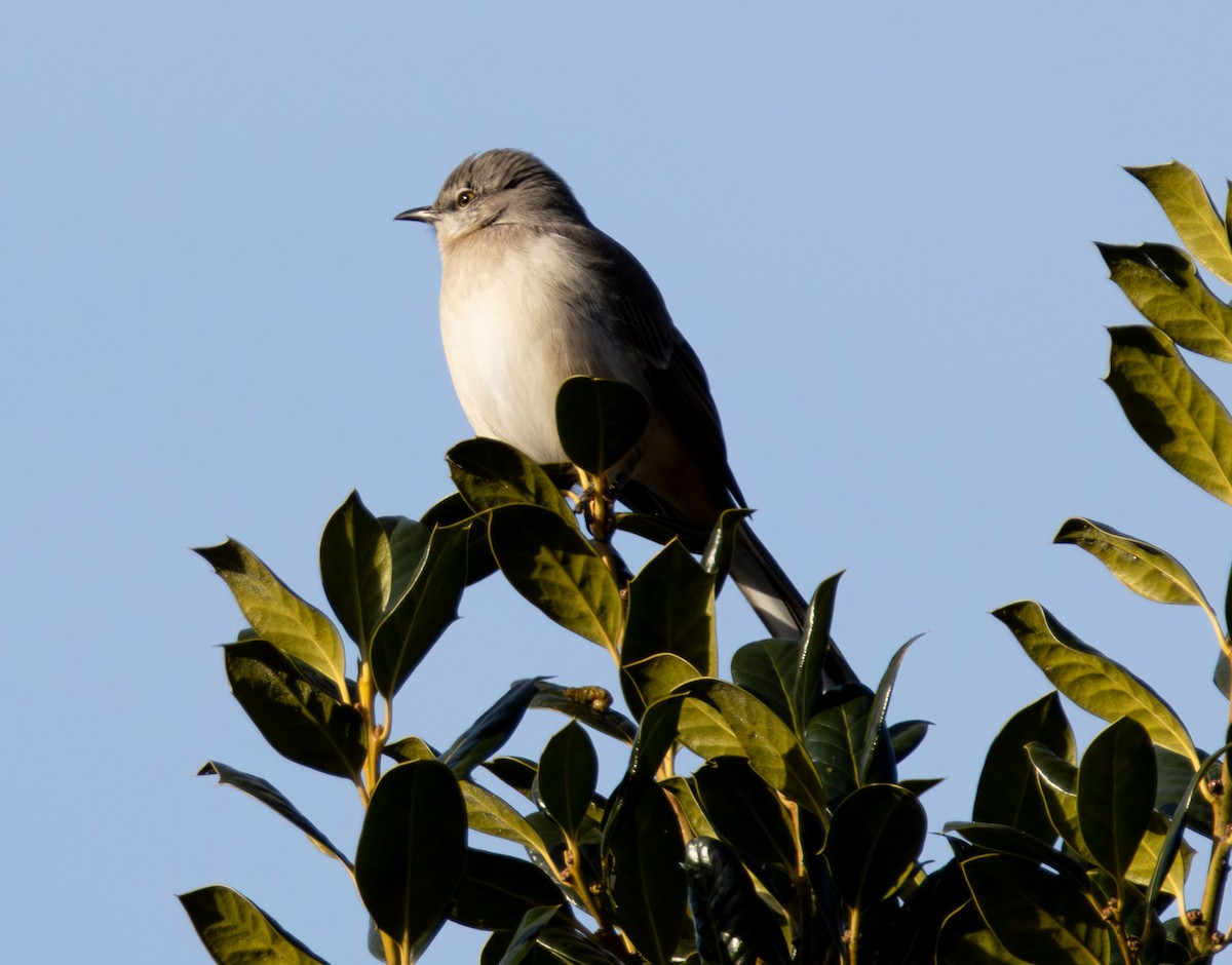 Northern Mockingbird - ML647245356