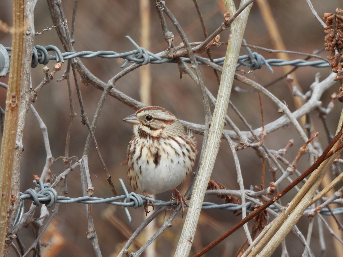Song Sparrow - ML647245361