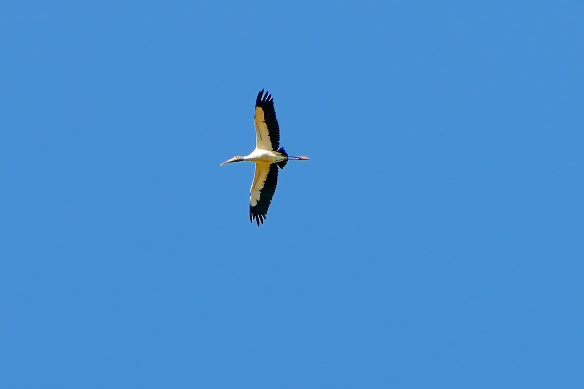 Wood Stork - ML647245362