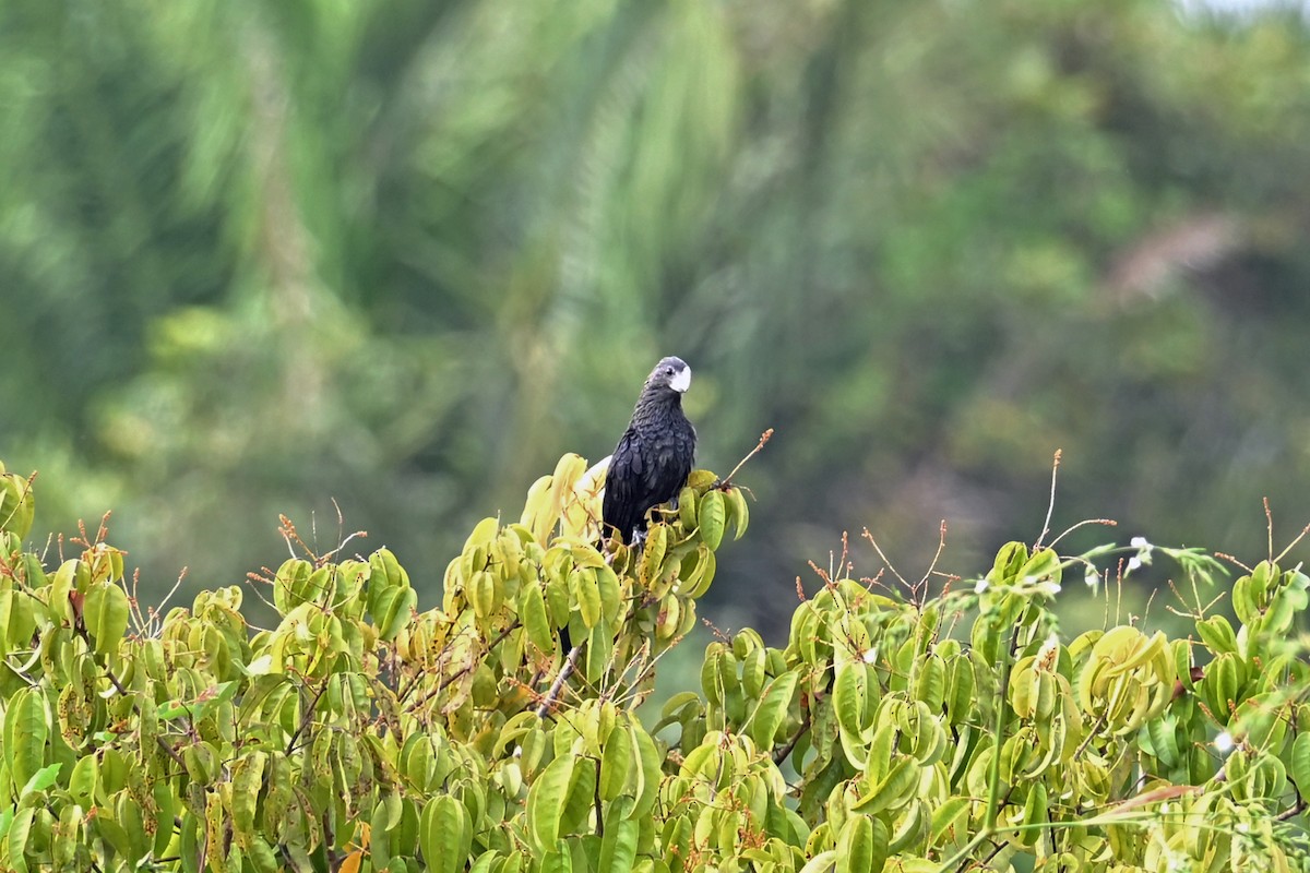 Smooth-billed Ani - ML647245366