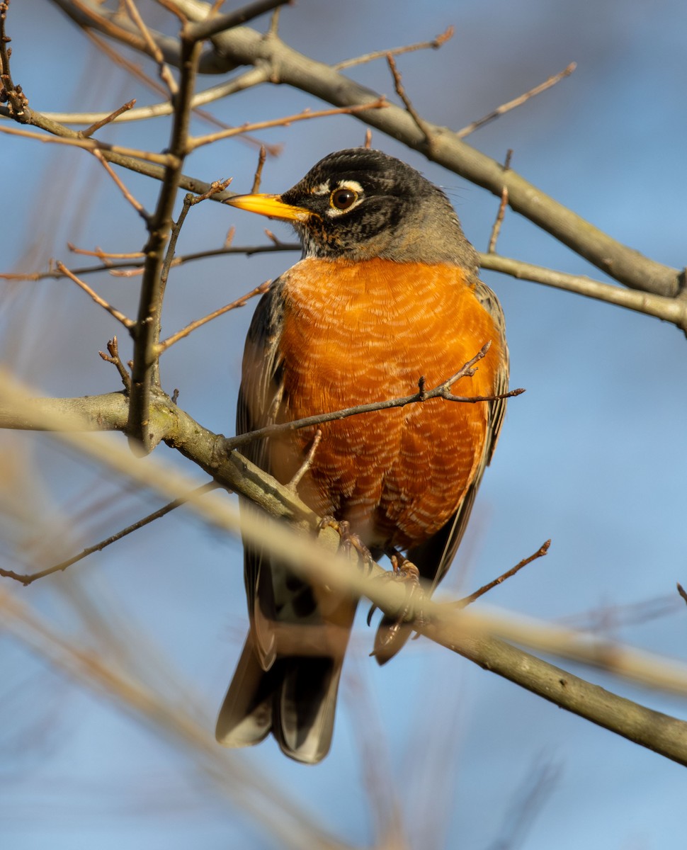 American Robin - ML647245374