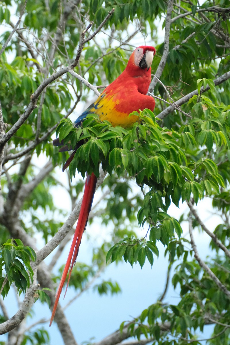 緋紅金剛鸚鵡 - ML647245375
