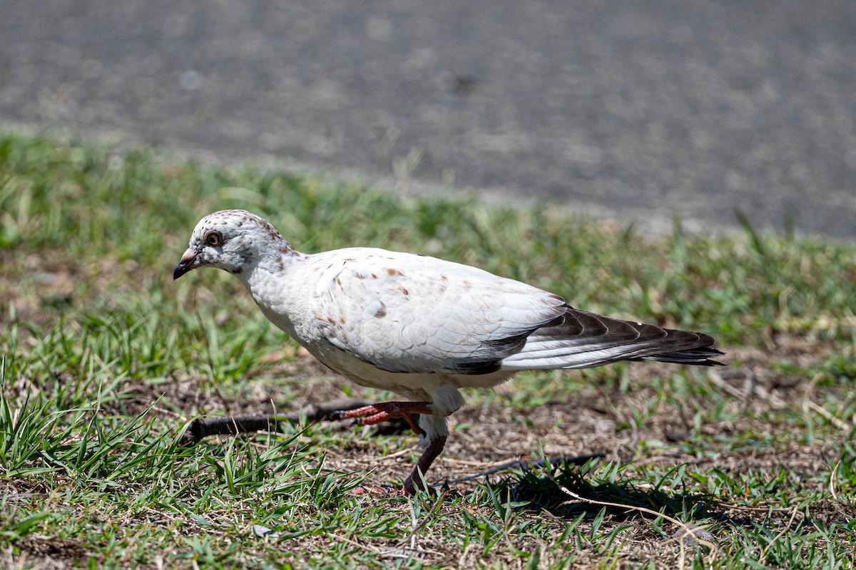 Хөхвөр тагтаа (суурин газрын) - ML647245376