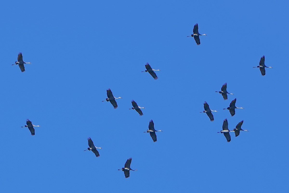 Sandhill Crane - ML647245377