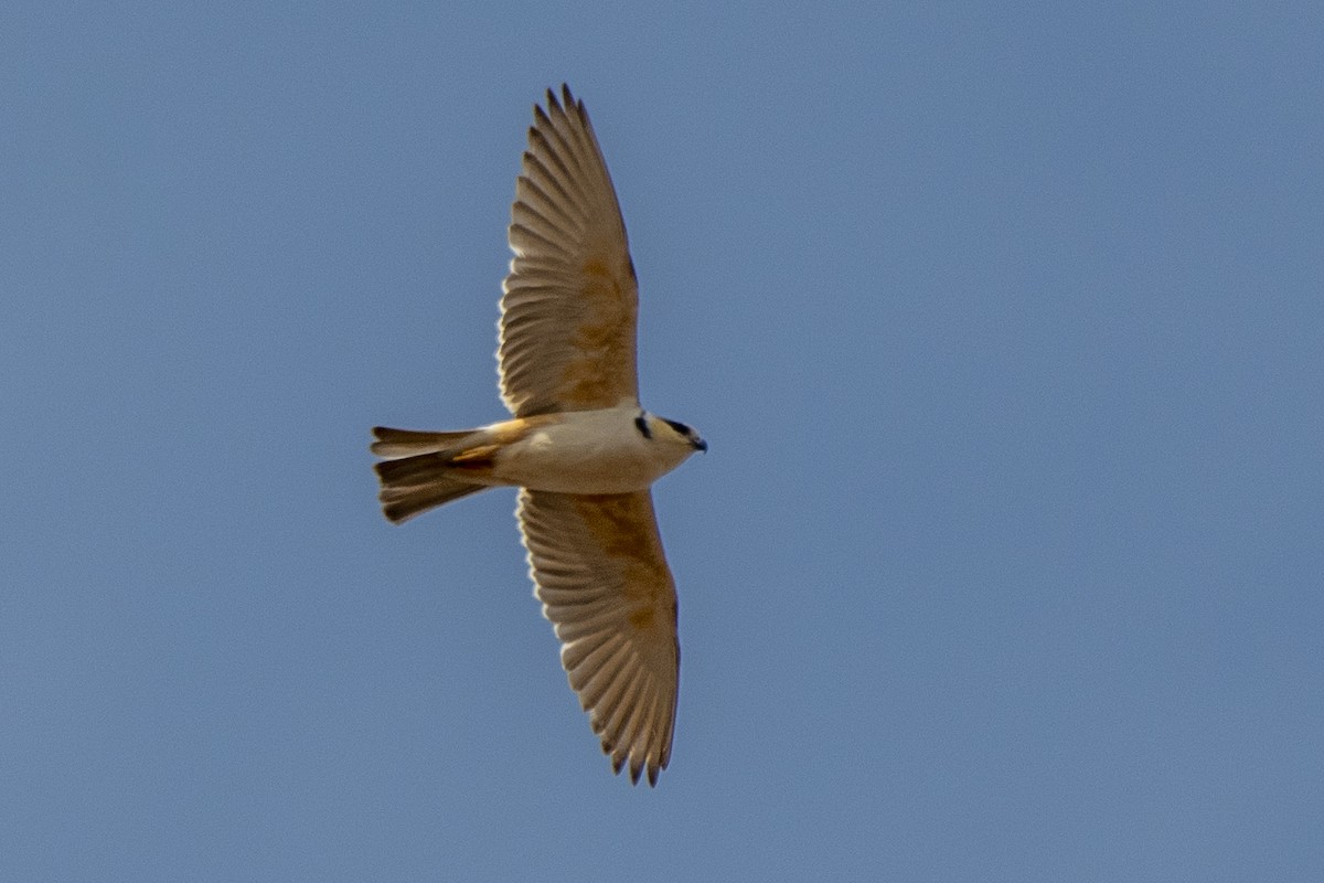 Pearl Kite - ML647245379