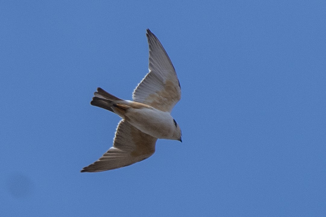 Pearl Kite - ML647245380