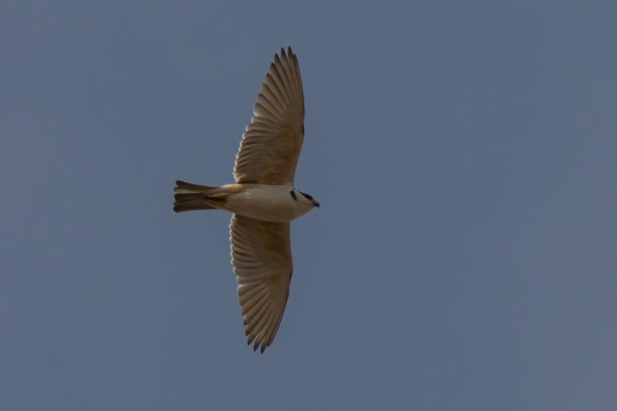 Pearl Kite - ML647245381