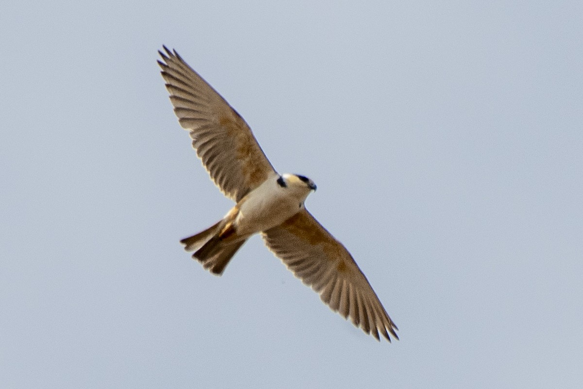 Pearl Kite - ML647245382