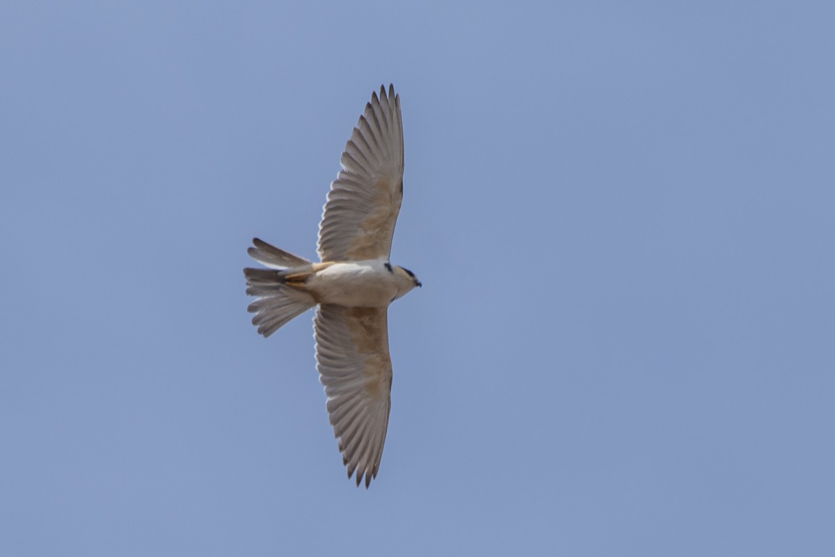 Pearl Kite - ML647245383