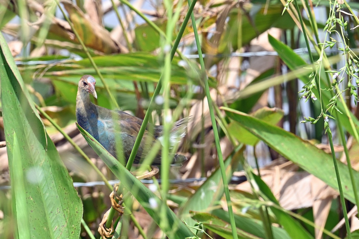 פורפיריה אמריקנית - ML647245392