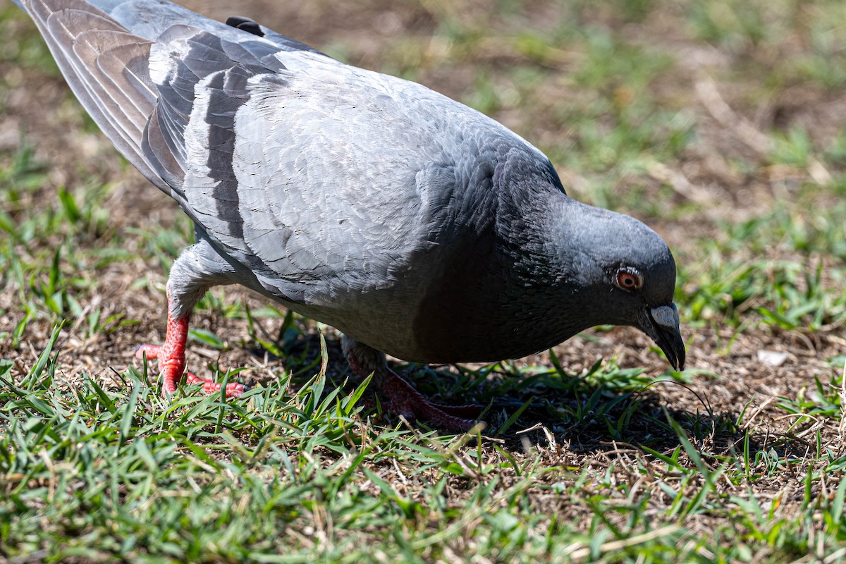 Хөхвөр тагтаа (суурин газрын) - ML647245393