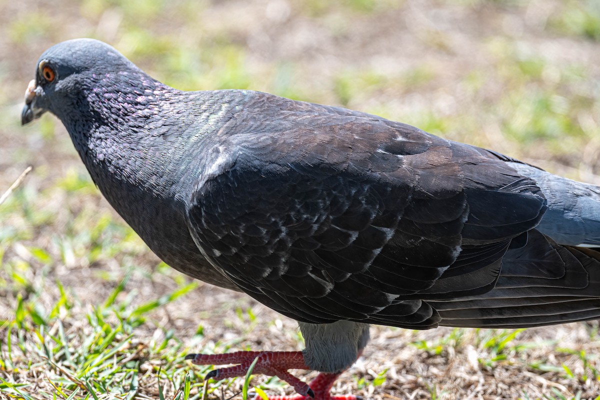 Хөхвөр тагтаа (суурин газрын) - ML647245394