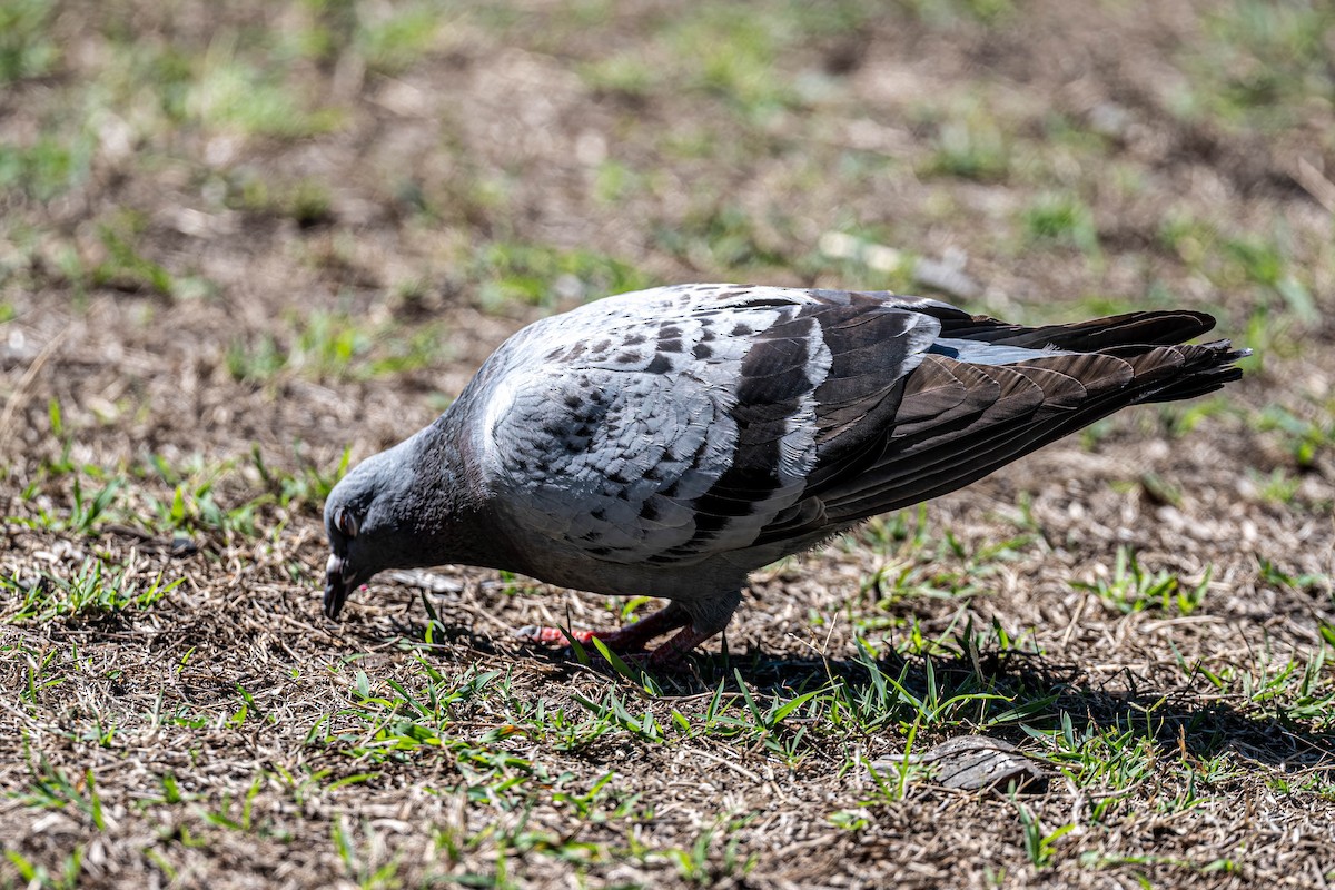 Хөхвөр тагтаа (суурин газрын) - ML647245395