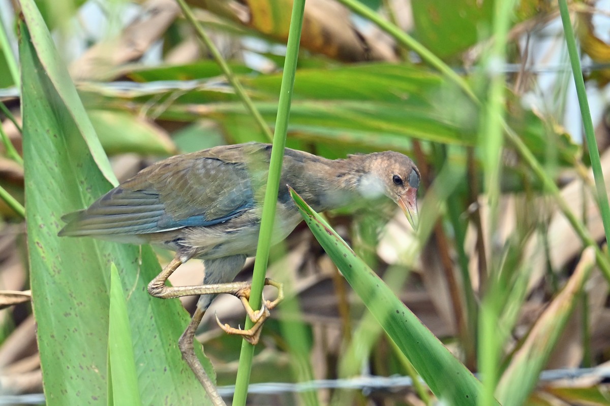 פורפיריה אמריקנית - ML647245397