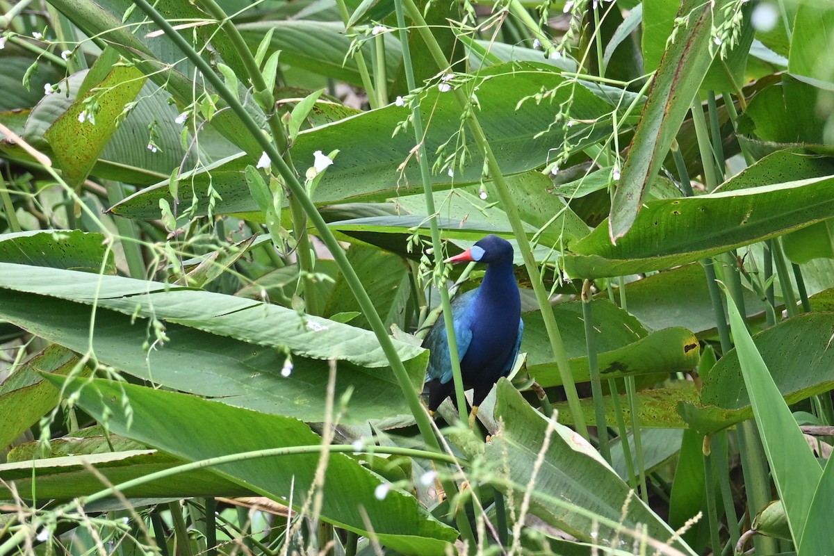 פורפיריה אמריקנית - ML647245398