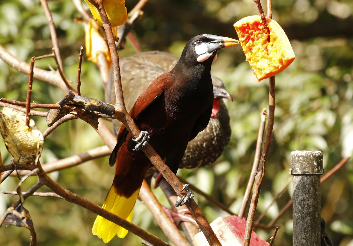Montezuma Oropendola - ML647245404