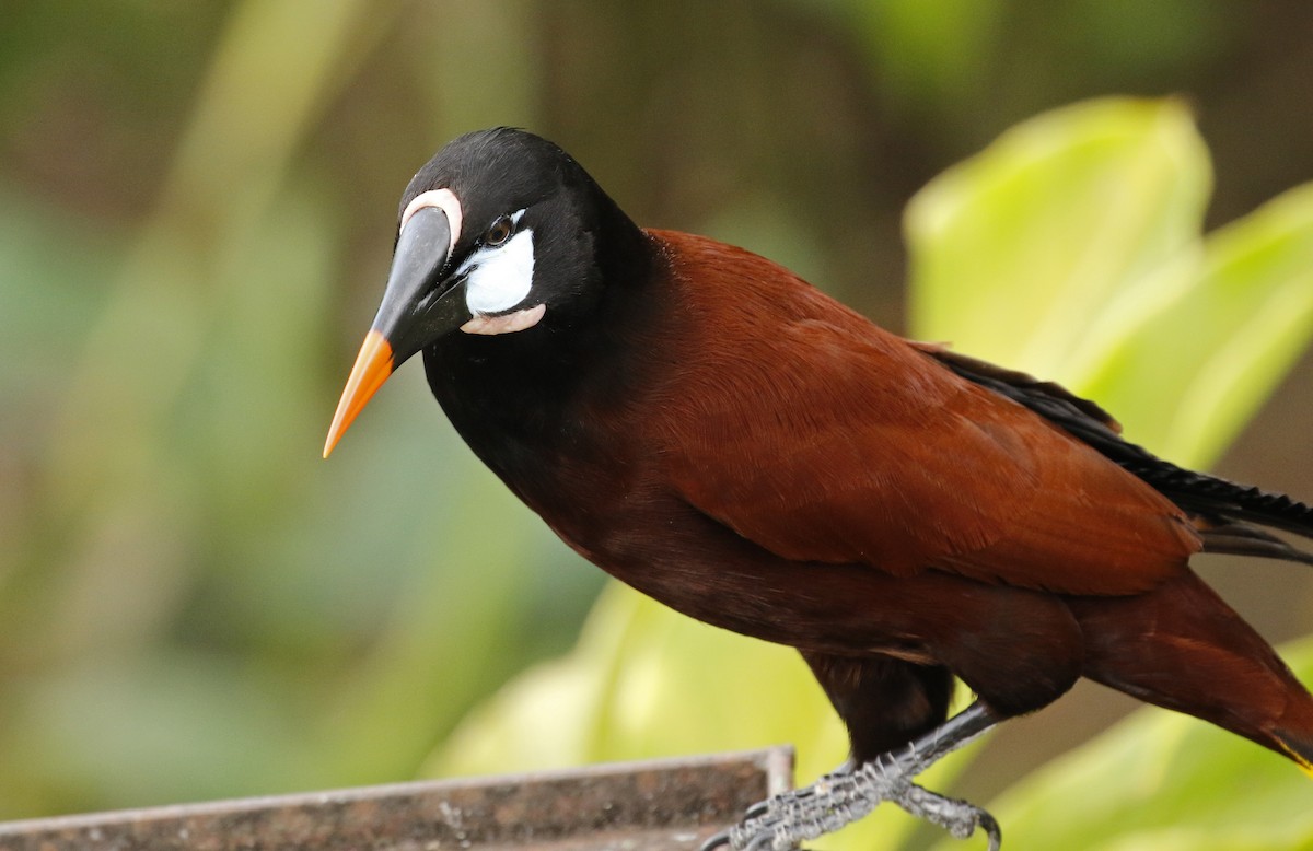 Montezuma Oropendola - ML647245405