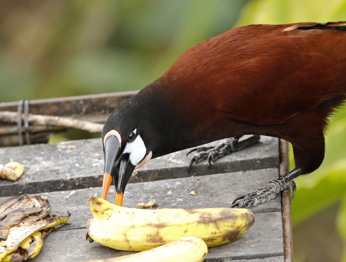 Montezuma Oropendola - ML647245406