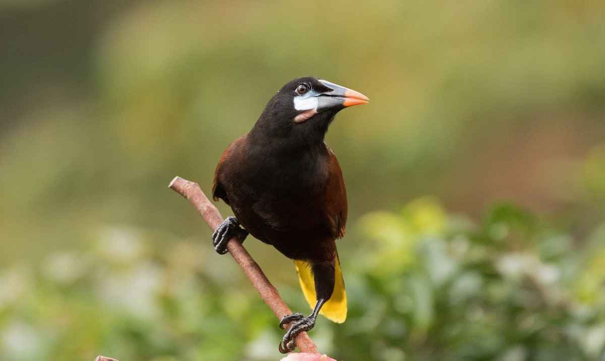 Montezuma Oropendola - ML647245407