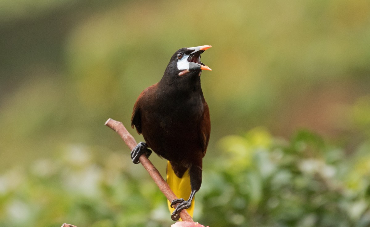 Montezuma Oropendola - ML647245408