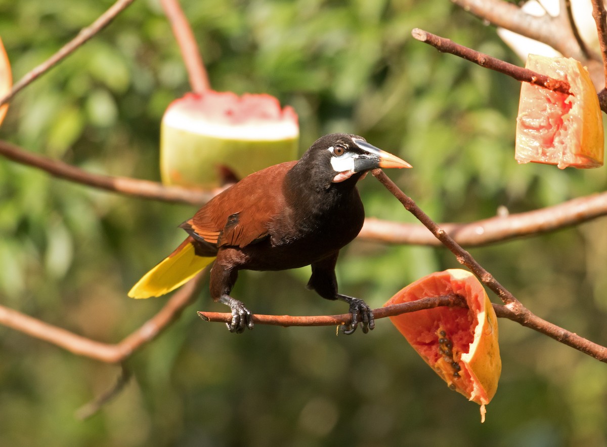 Montezuma Oropendola - ML647245409