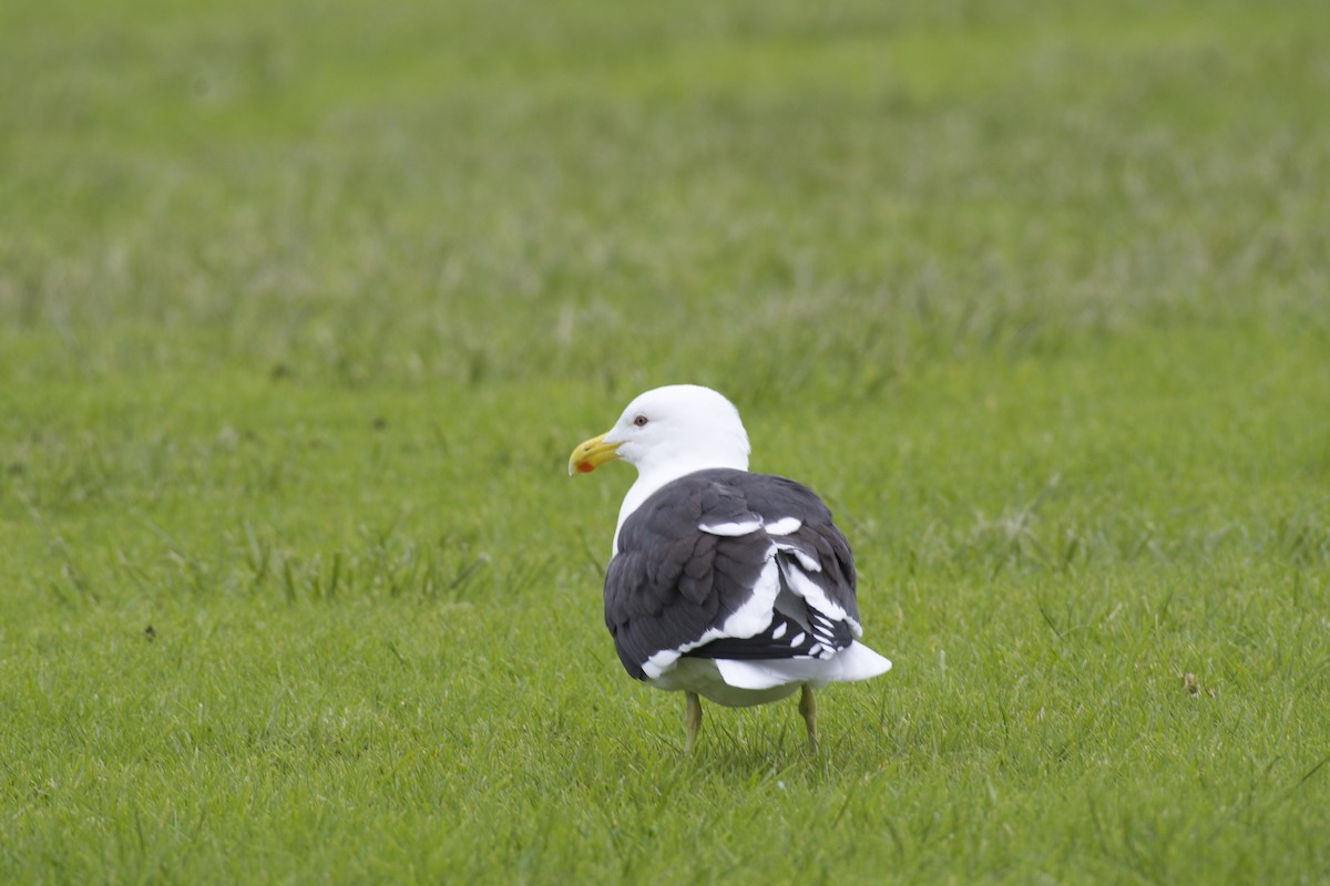 Kelp Gull - ML64724541