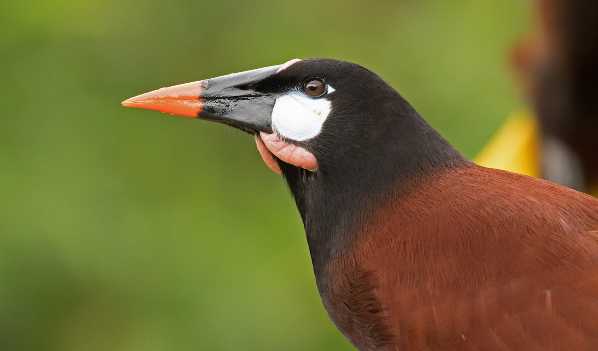 Montezuma Oropendola - ML647245410