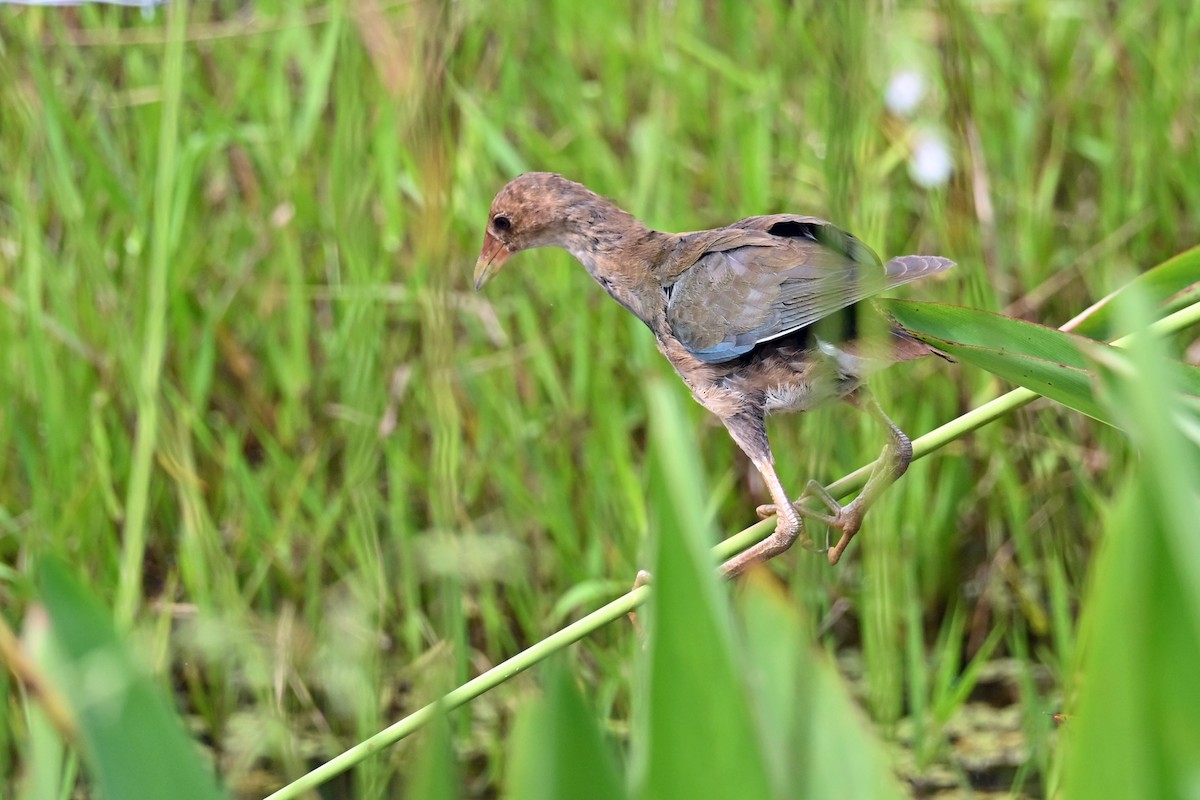 פורפיריה אמריקנית - ML647245414