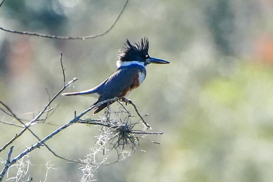 שלדג אמריקני - ML647245415