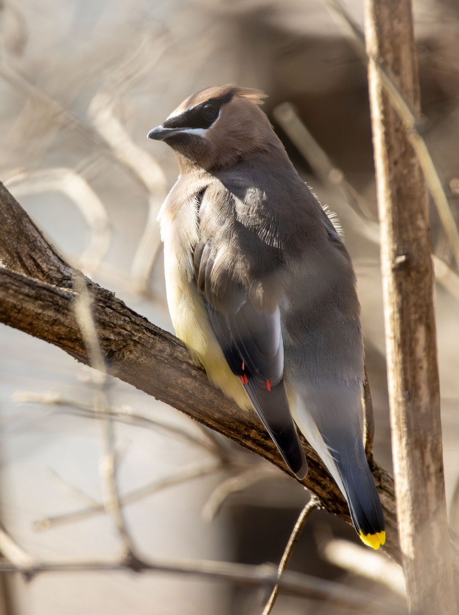 ציצנית אמריקנית - ML647245418