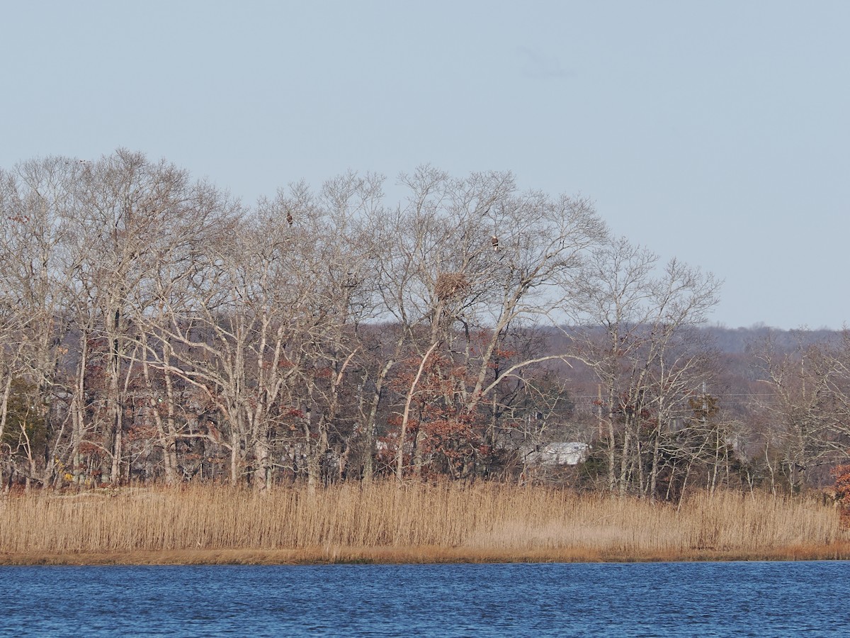 עיטם לבן-ראש - ML647245423
