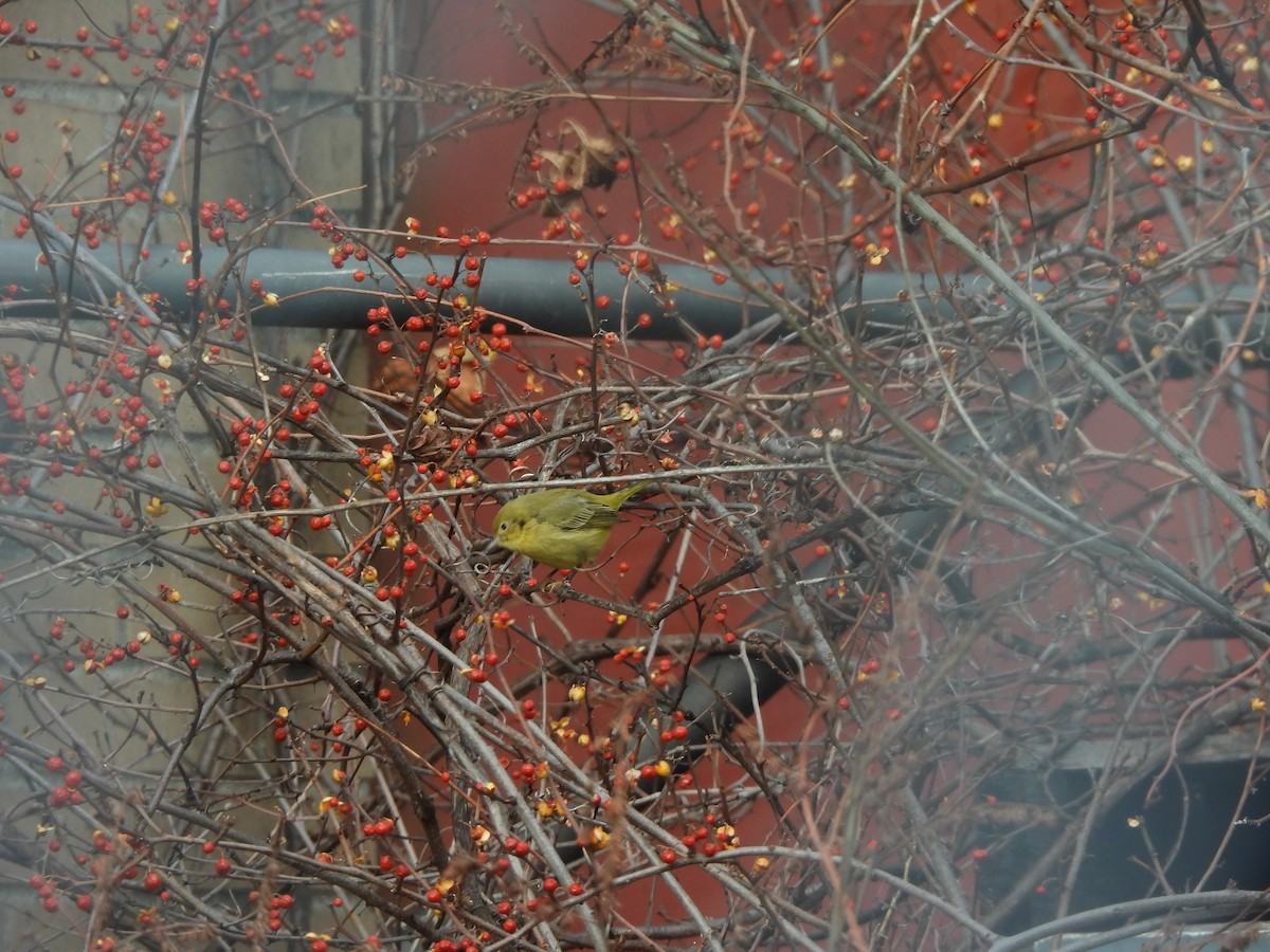 Northern Yellow Warbler - ML647245425